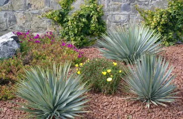Les-plantes-grasses.jpg